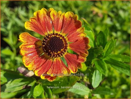 Helenium &amp;#39;Bandera&amp;#39; | Zonnekruid | Sonnenbraut