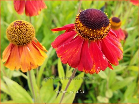 Helenium &amp;#39;Luc&amp;#39; | Zonnekruid | Sonnenbraut