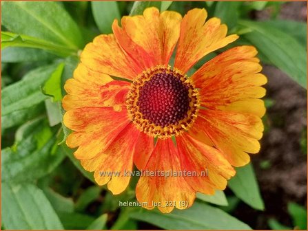 Helenium &amp;#39;Luc&amp;#39; | Zonnekruid | Sonnenbraut