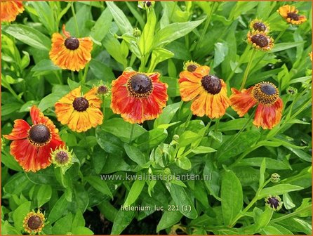 Helenium &amp;#39;Luc&amp;#39; | Zonnekruid | Sonnenbraut