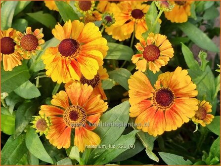 Helenium &amp;#39;Luc&amp;#39; | Zonnekruid | Sonnenbraut