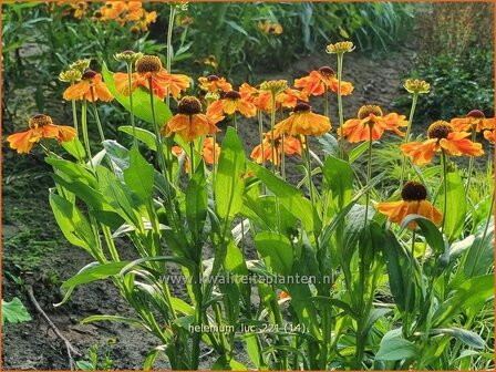 Helenium &amp;#39;Luc&amp;#39; | Zonnekruid | Sonnenbraut