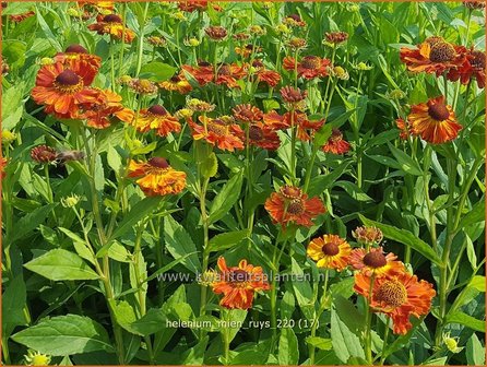 Helenium &amp;#39;Mien Ruys&amp;#39; | Zonnekruid | Sonnenbraut