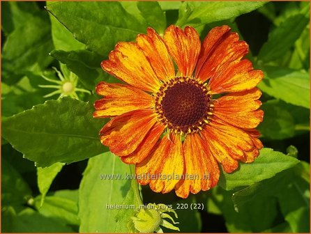 Helenium &amp;#39;Mien Ruys&amp;#39; | Zonnekruid | Sonnenbraut