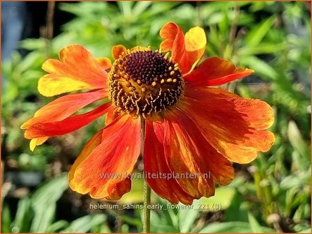 Helenium &amp;#39;Sahins Early Flowerer&amp;#39; | Zonnekruid | Sonnenbraut