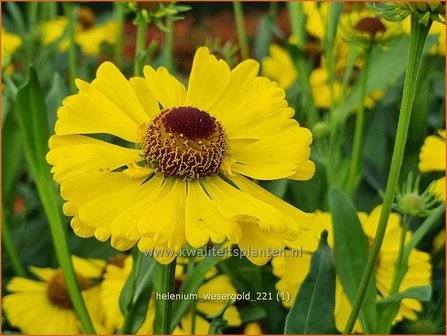 Helenium &amp;#39;Wesergold&amp;#39; | Zonnekruid | Sonnenbraut