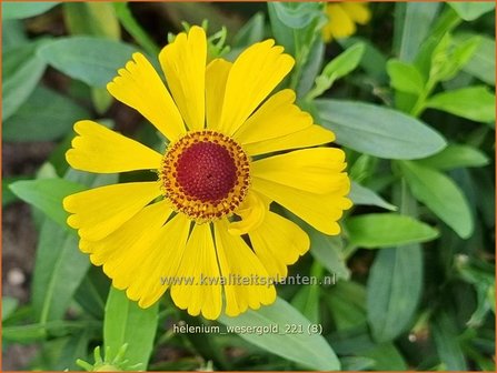 Helenium &amp;#39;Wesergold&amp;#39; | Zonnekruid | Sonnenbraut