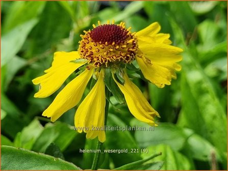 Helenium &amp;#39;Wesergold&amp;#39; | Zonnekruid | Sonnenbraut