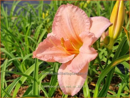 Hemerocallis &amp;#39;On and On&amp;#39; | Daglelie | Taglilie