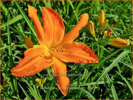 Hemerocallis &#039;Primal Scream&#039; | Daglelie | Taglilie