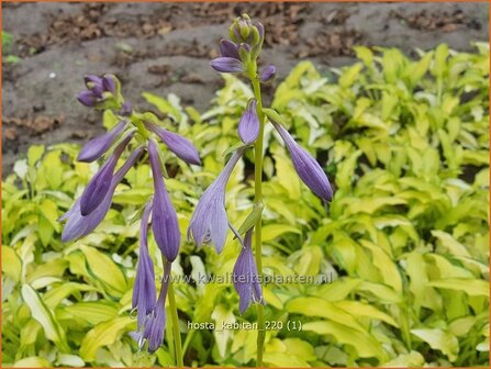 Hosta &amp;#39;Kabitan&amp;#39; | Hosta, Hartlelie, Funkia | Funkieq