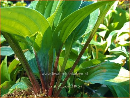 Hosta &amp;#39;Red Cadet&amp;#39; | Hosta, Hartlelie, Funkia | Funkie