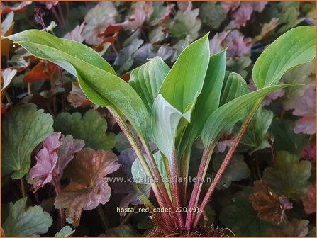 Hosta &amp;#39;Red Cadet&amp;#39; | Hosta, Hartlelie, Funkia | Funkie