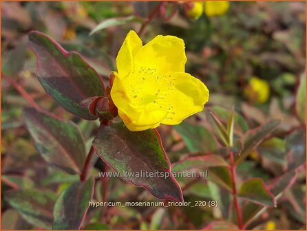 Hypericum moserianum &amp;#39;Tricolor&amp;#39; | Hertshooi | Hohes Johanniskraut