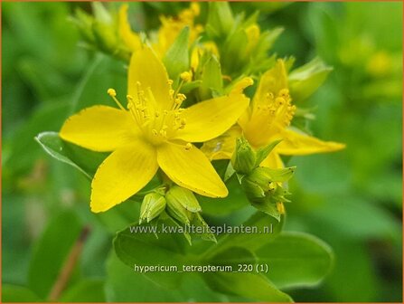 Hypericum tetrapterum | Gevleugeld hertshooi, Hertshooi | Gefl&uuml;geltes Johanniskraut