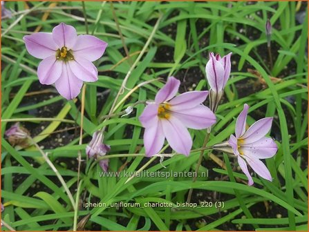 Ipheion uniflorum &#039;Charlotte Bishop&#039; | Oudewijfjes, Voorjaarsster | Einbl&uuml;tiger Fr&uuml;hlingsstern | Sp