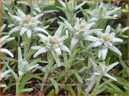 Leontopodium alpinum &amp;#39;Matterhorn&amp;#39; | Alpenedelweiss, Edelweiss | Alpen-Edelwei&szlig;