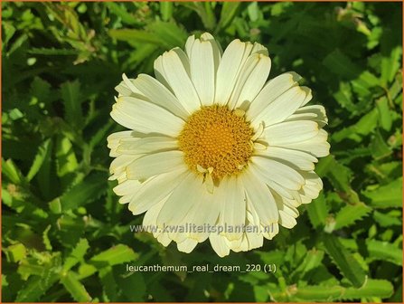 Leucanthemum &amp;#39;Real Dream&amp;#39; | Margriet | Grossblumige Margerite