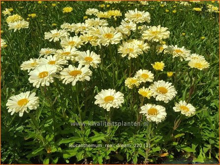 Leucanthemum &amp;#39;Real Dream&amp;#39; | Margriet | Grossblumige Margerite