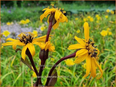 Ligularia dentata &amp;#39;Moorblut&amp;#39; | Kruiskruid | Stern-Goldkolben