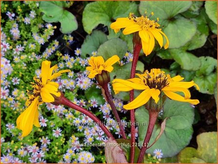 Ligularia dentata &amp;#39;Moorblut&amp;#39; | Kruiskruid | Stern-Goldkolben