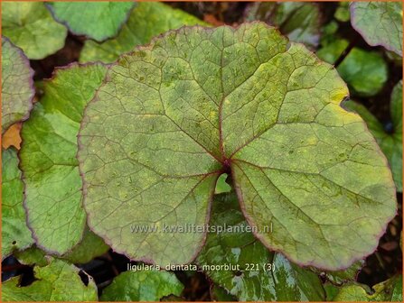 Ligularia dentata &#039;Moorblut&#039; | Kruiskruid, Tongkruiskruid | Stern-Goldkolben | Golden Groundsel