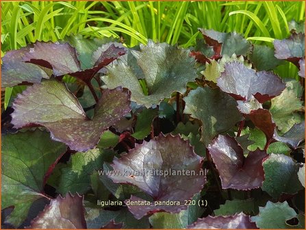 Ligularia dentata &amp;#39;Pandora&amp;#39; | Kruiskruid | Stern-Goldkolben