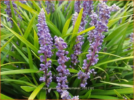 Liriope muscari &amp;#x0027;Moneymaker&amp;#x0027; | Leliegras