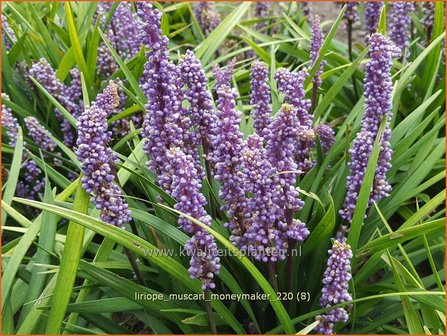 Liriope muscari &amp;#x0027;Moneymaker&amp;#x0027; | Leliegras