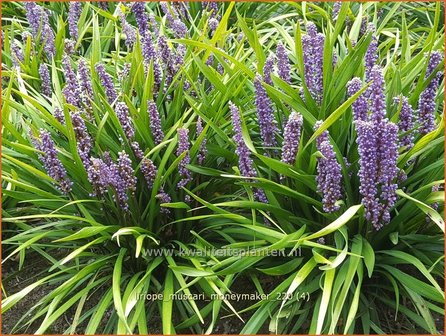 Liriope muscari &amp;#x0027;Moneymaker&amp;#x0027; | Leliegras