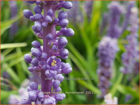 Liriope muscari &amp;#x0027;Moneymaker&amp;#x0027; | Leliegras