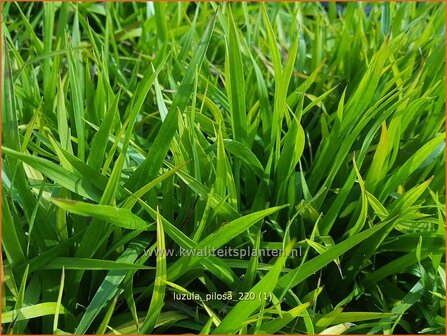 Luzula pilosa | Ruige veldbies, Veldbies | Behaarte Hainsimse