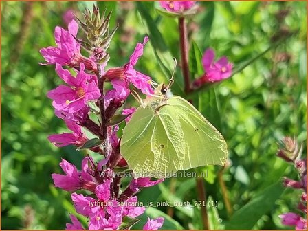Lythrum salicaria &amp;#39;JS Pink Blush&amp;#39; | Grote kattenstaart, Kattenstaart | Blutweiderich
