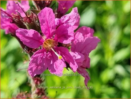 Lythrum salicaria &amp;#39;JS Pink Blush&amp;#39; | Grote kattenstaart, Kattenstaart | Blutweiderich