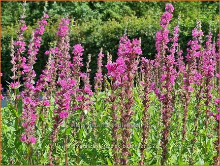Lythrum salicaria &amp;#39;JS Pink Blush&amp;#39; | Grote kattenstaart, Kattenstaart | Blutweiderich