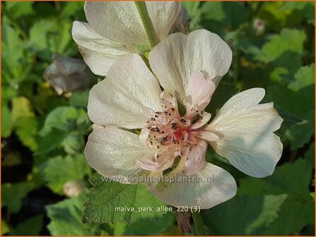 Malva &amp;#39;Park Allee&amp;#39; | Vaste stokroos, Stokroos | Ausdauernde Stockrose