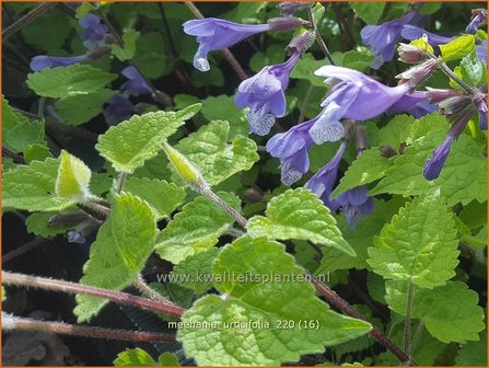 Meehania urticifolia | Schijndovenetel | Nesselbl&auml;ttrige Scheintaubnessel