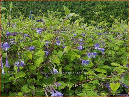 Meehania urticifolia | Schijndovenetel | Nesselbl&auml;ttrige Scheintaubnessel