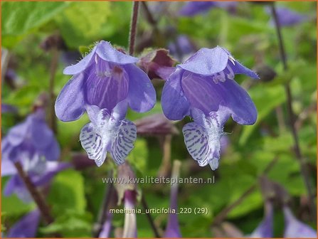 Meehania urticifolia | Schijndovenetel | Nesselbl&auml;ttrige Scheintaubnessel