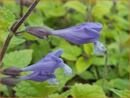 Meehania urticifolia | Schijndovenetel | Nesselbl&auml;ttrige Scheintaubnessel