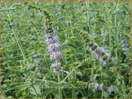 Mentha longifolia &amp;#39;Silver Form&amp;#39; | Hertsmunt, Bosmunt, Munt | Ro&szlig;-Minze