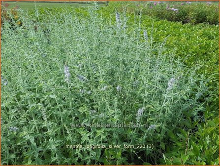 Mentha longifolia &amp;#39;Silver Form&amp;#39; | Hertsmunt, Bosmunt, Munt | Ro&szlig;-Minze