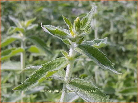 Mentha longifolia &amp;#39;Silver Form&amp;#39; | Hertsmunt, Bosmunt, Munt | Ro&szlig;-Minze