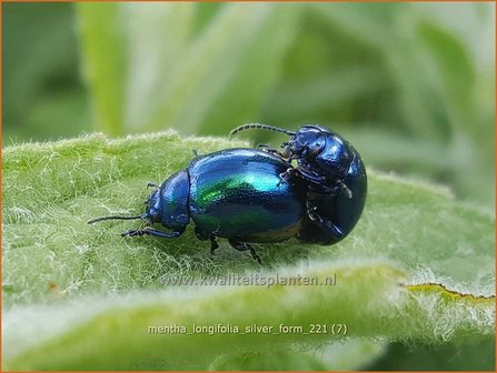 Mentha longifolia &amp;#39;Silver Form&amp;#39; | Hertsmunt, Bosmunt, Munt | Ro&szlig;-Minze