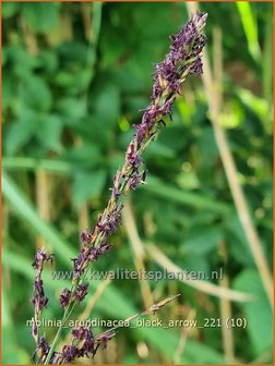 Molinia arundinacea &#039;Black Arrow&#039; | Pijpenstrootje | Hohes Pfeifengras