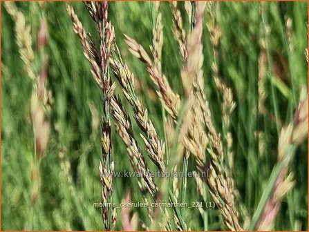 Molinia caerulea &amp;#39;Carmarthen&amp;#39; | Pijpenstrootje | Kleines Pfeifengras