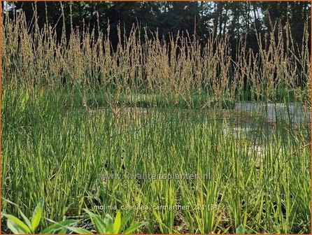 Molinia caerulea &amp;#39;Carmarthen&amp;#39; | Pijpenstrootje | Kleines Pfeifengras