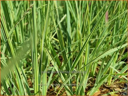 Molinia caerulea &amp;#39;Carmarthen&amp;#39; | Pijpenstrootje | Kleines Pfeifengras