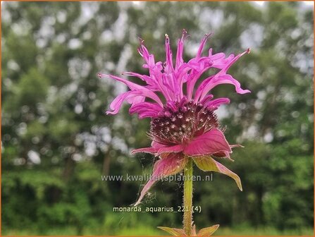 Monarda &amp;#39;Aquarius&amp;#39; | Bergamotplant, Indianennetel | Indianernessel