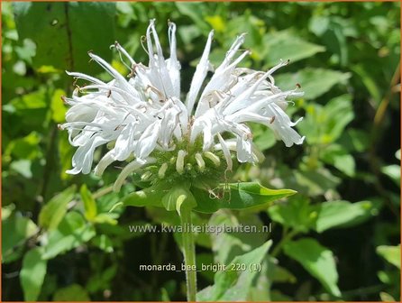 Monarda &amp;#39;Bee-Bright&amp;#39; | Bergamotplant, Indianennetel | Indianernessel